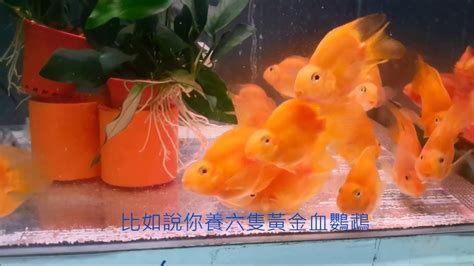 血鸚鵡混養金魚|血鸚鵡魚品種及飼養介紹